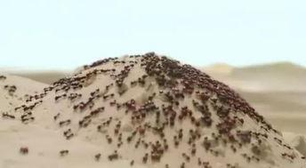 国产你懂的网站